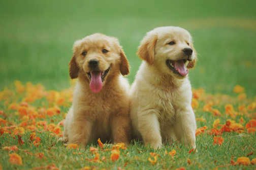 Puppies